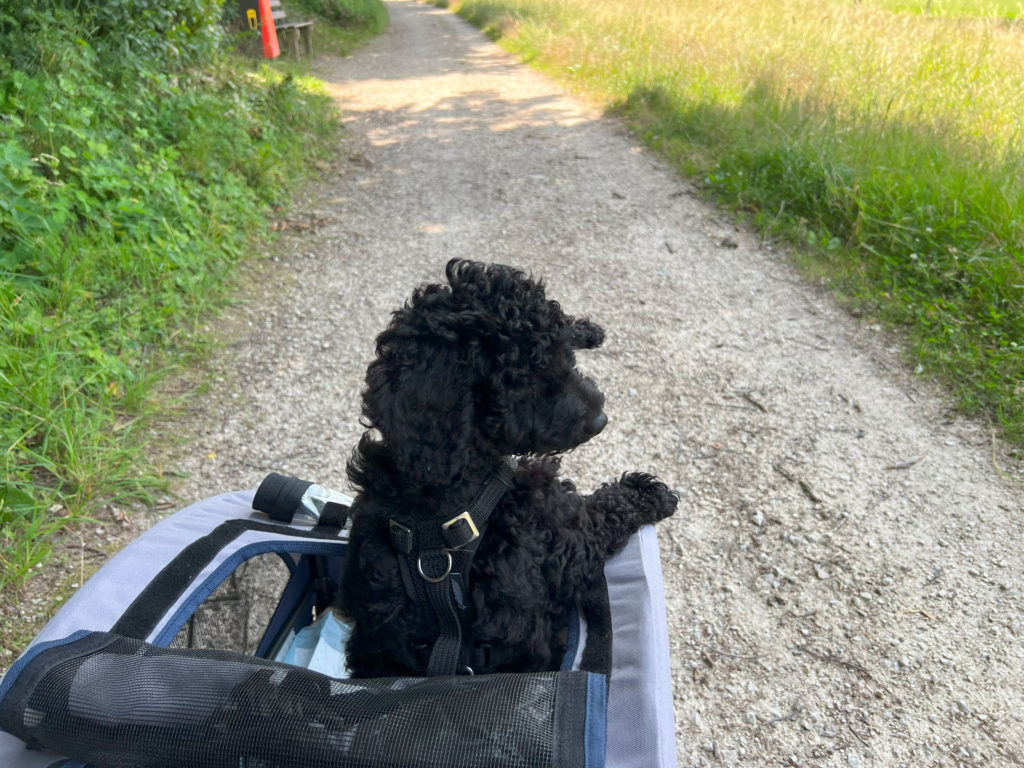 Dogs hand cart