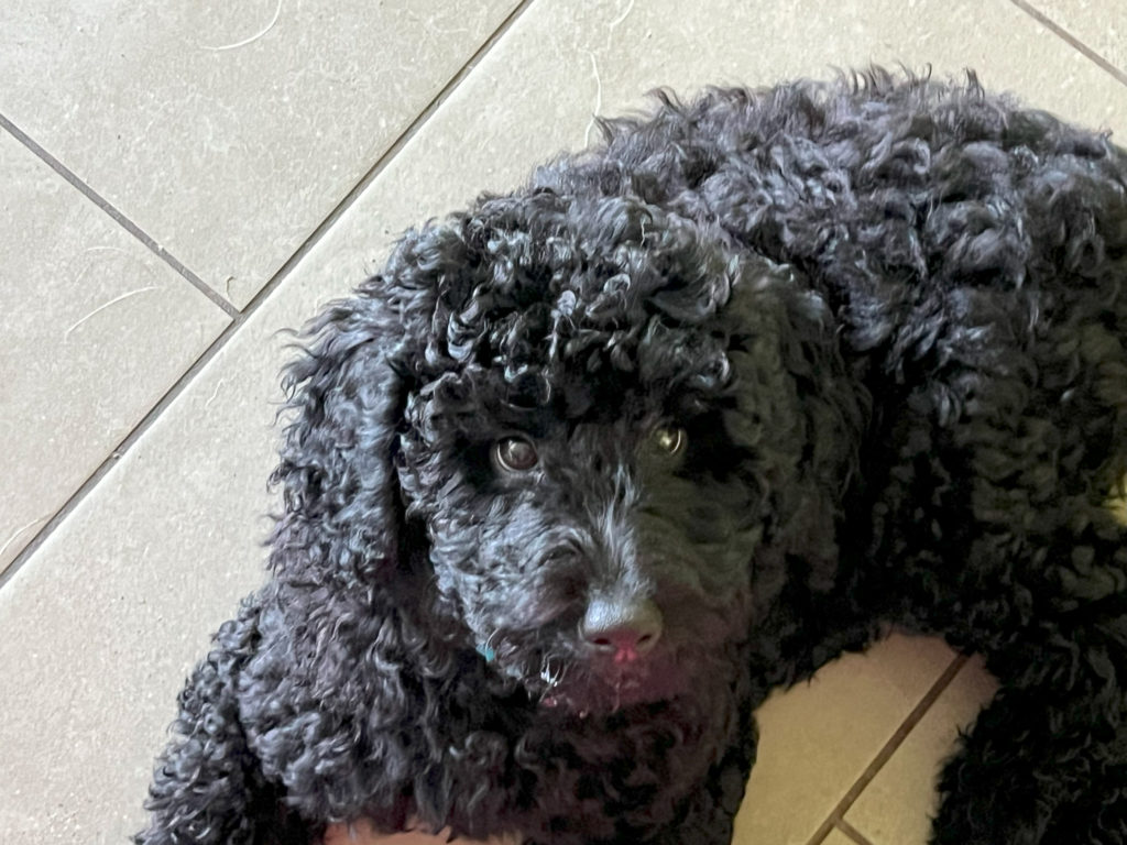 Dog Poodle